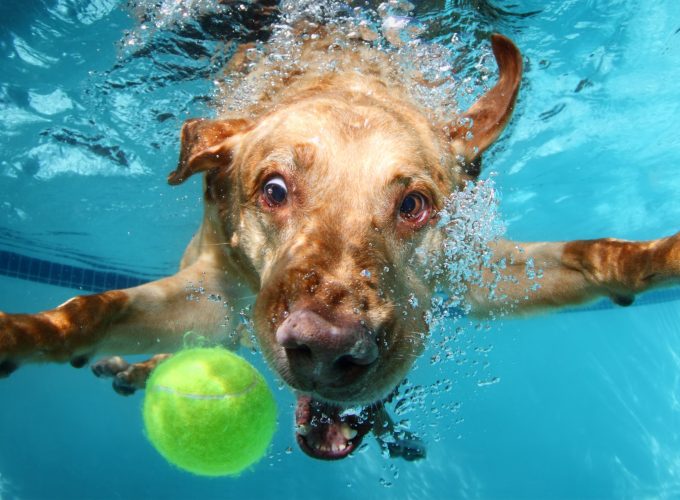 Wallpaper Labrador, dog, underwater, cute animals, funny, Animals 8248216166